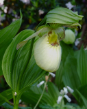 Cypripedium fasciolatum