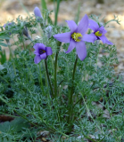 Pulsatilla bungeana ssp. tenuiloba