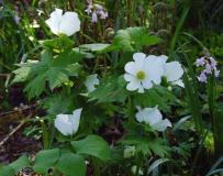 Glaucidium palmatum var. leucanthum