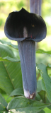 Arisaema serratum var. mayebarae
