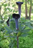 Arisaema serratum var. mayebarae