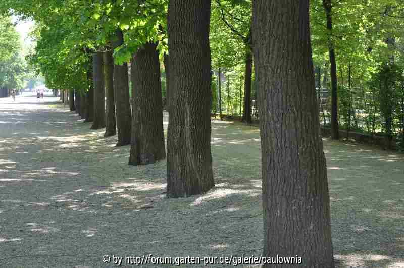 Schönbrunn 6