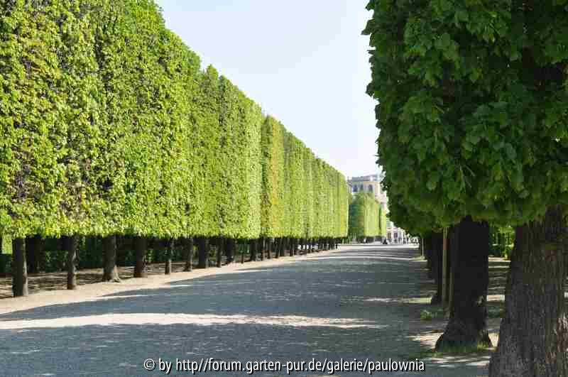 Schönbrunn 7