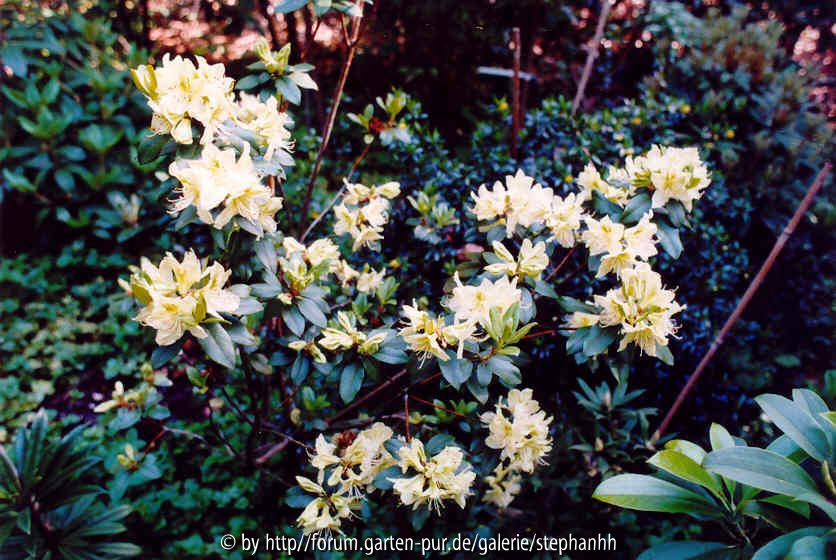 Rhododendron ambiguum Bu275