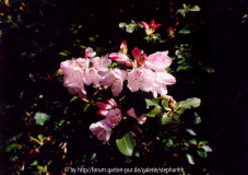 Rhododendron selense ssp.jucundum Bu 293