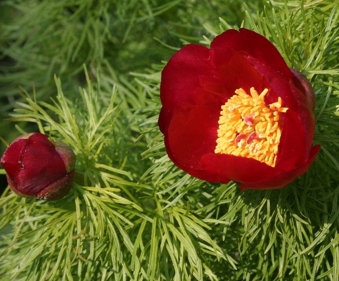 Paeonia tenuifolia