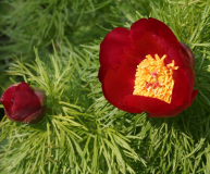 Paeonia tenuifolia