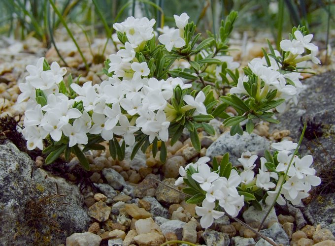 Daphne cneorum 'Album'