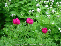 Paeonia Dürer 2011