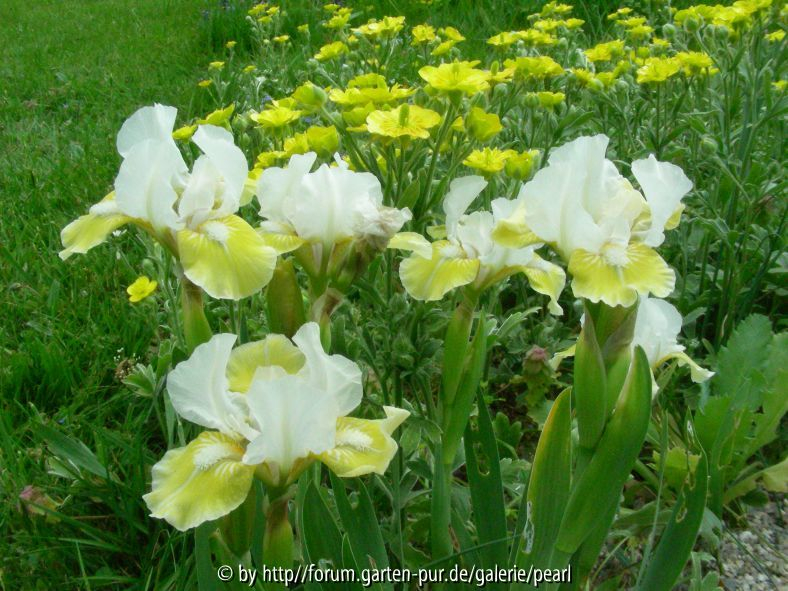 Dash Away mit Ranunculus