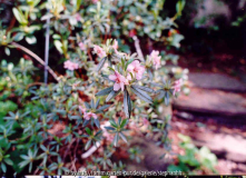 Rhododendron lepidotum Bu 168