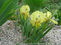 Lorsch Iris reichenbachii