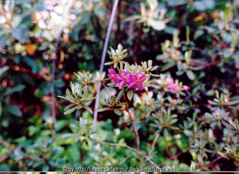 Rhododendron lepidotum Bu204