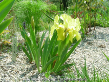 Lorsch Iris reichenbachii gut