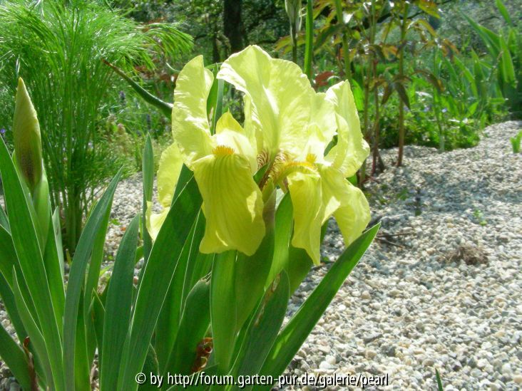 Lorsch Iris reichenbachii näher