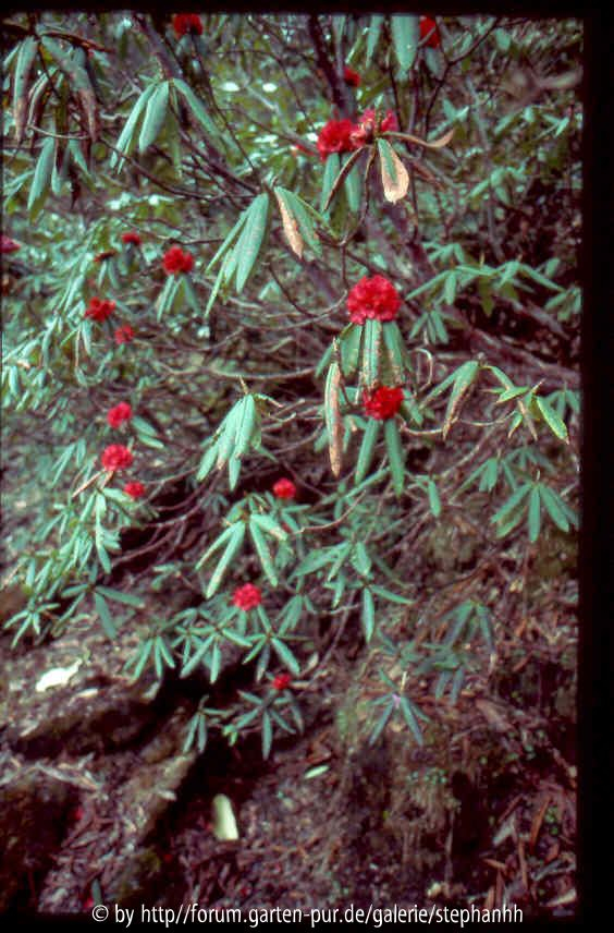 Rhododendron barbatum