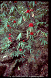 Rhododendron barbatum