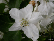 Boskop Blüte