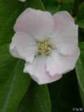Birnenquitte Blüte