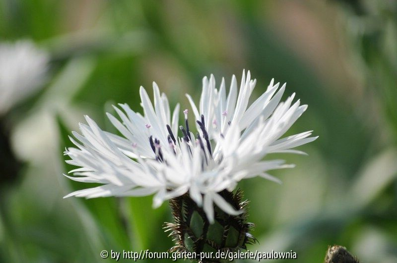 Kornblume 1