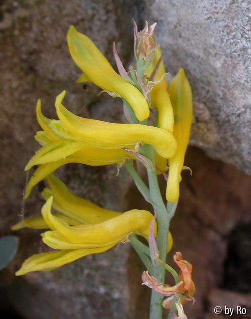 Cor. wilsonii