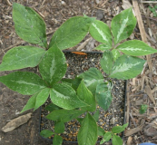 Arisaema sikokianum - Sämlinge 2011