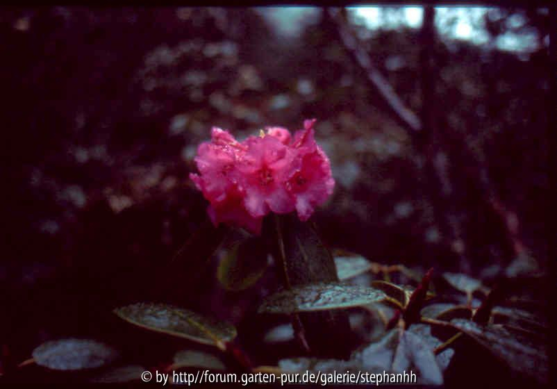 Rhododendron campanulatum ssp.aeruginosum