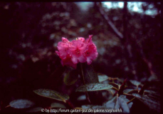 Rhododendron campanulatum ssp.aeruginosum
