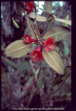 Rhododendron cinnabarinum