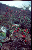 Rhododendron fulgens und Rhododendron hodgesonii