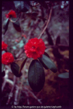 Rhododendron fulgens