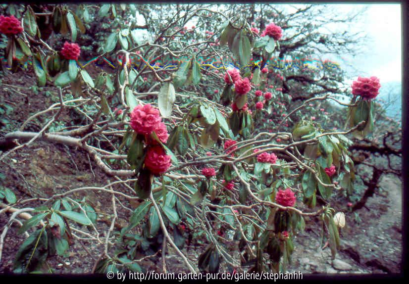 Rhododendron hodgesonii