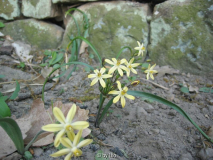 Triteleia ixioides 20110426.jpg