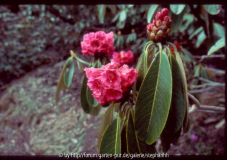 Rhododendron hodgesonii