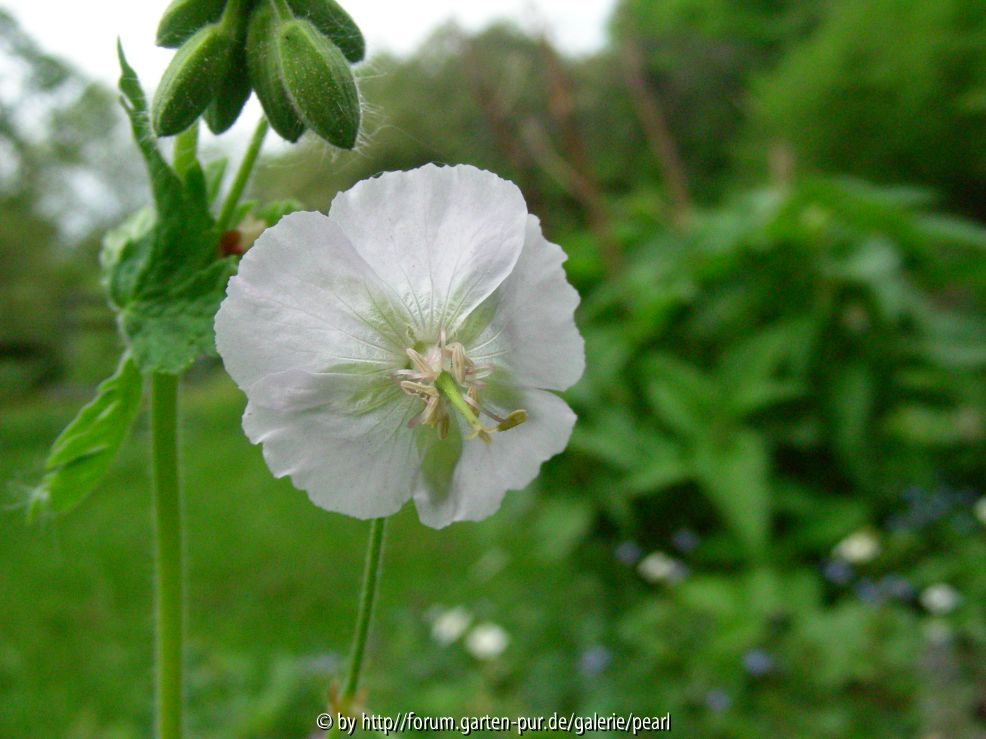 Geranium phaeum Album