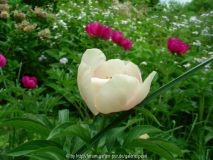 Paeonia Dürer und Frau Frank