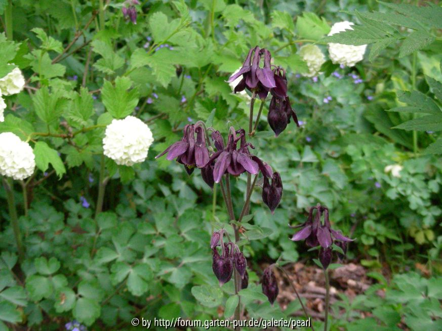 Aquilegia atrata mit Schneeball