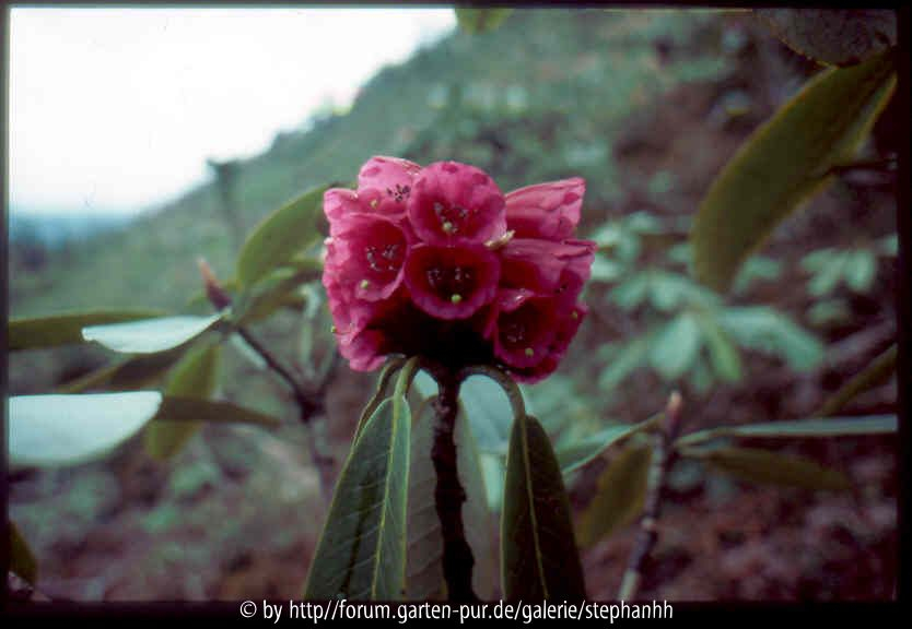 Rhododendron hodgesonii