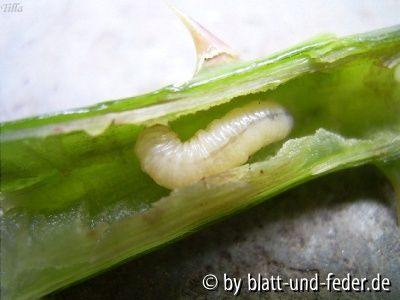 Rosentriebbohrer