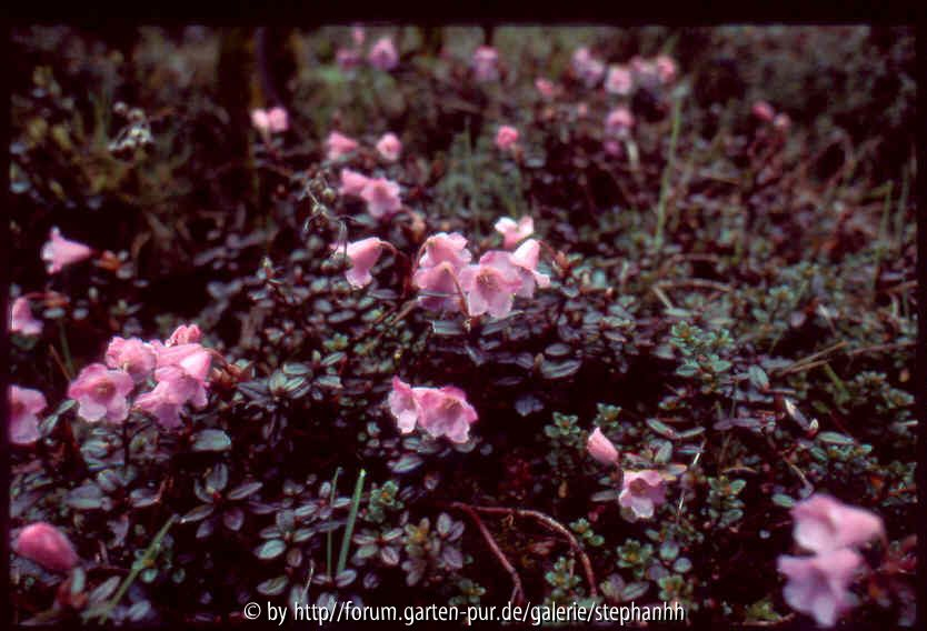 Rhododendron pumilum