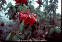 Rhododendron thomsonii