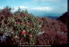 Rhododendron thomsonii