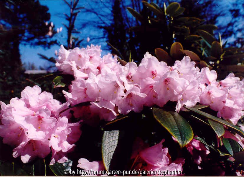 Rhododendron argyrophyllum ssp.nankingense Guiz 125