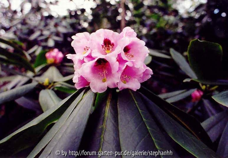 Rhododendron calophytum