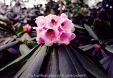 Rhododendron calophytum