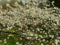 Fensterblick April