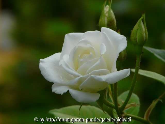 Schneewittchen Blüte 2009