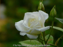 Schneewittchen Blüte 2009