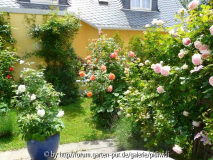 Schneewittchen Habitus 2009
