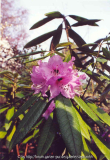 Rh.floridanum C.5020